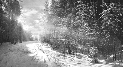Chemin ensoleillé dans une forêt de conifères enneigée (noir et blanc)