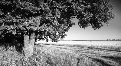 Arbre feuillu en avant-plan aux abords d’un champ qui a été récolté (noir et blanc)