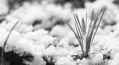Pousse de plante en gros plan perçant à travers un sol enneigé (noir et blanc)
