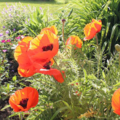 Fleurs (coquelicots) dans un jardin.